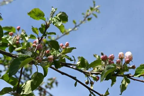 Blossom Foto stock