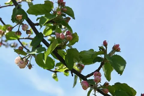 Blossom Foto stock