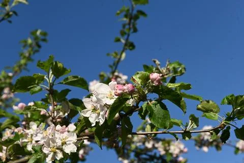 Blossom 库存照片