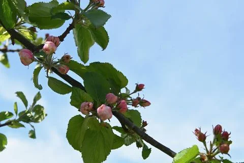 Blossom Foto stock