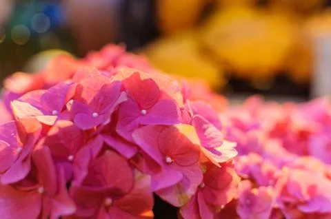 Blossom of Pink hydrangeas on blurred background Stock Photos