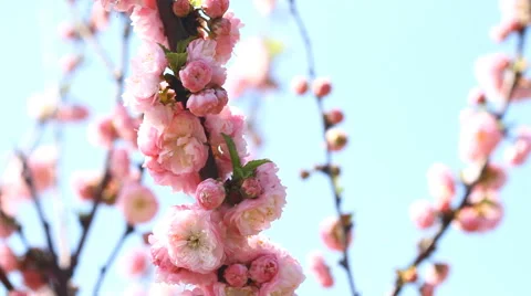 Blossom pink sakura tree and Nightingale Stock Footage 47862000