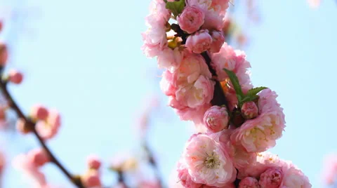 Blossom Pink Sakura Tree Stock Footage 37415859
