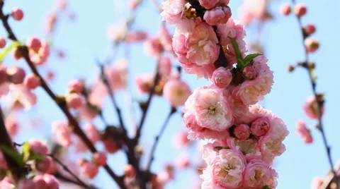 Blossom Pink Sakura Tree Stock Footage 37449667