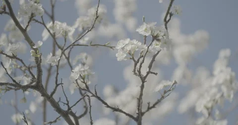Blossom of plum tree wide Stock Footage 306174286