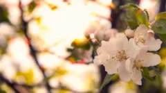 Blossom Poetry Stock After Effects