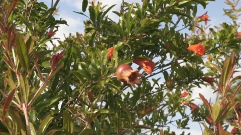 Blossom Pomegranate Tree Stock Footage 108979737