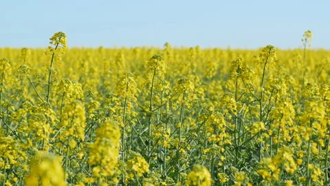 Blossom rapeseed field in springtime Stock Footage 90529282