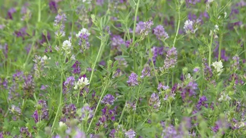 Blossom of red clover, which is a valuable animal feed Video stock 220593160