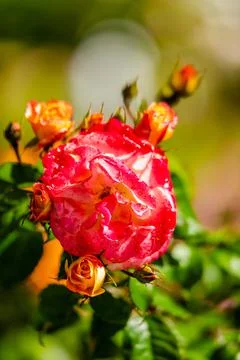 Blossom rose Stock Photos