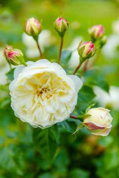 Blossom rose Foto stock
