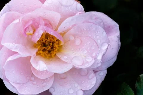 Blossom rose Foto stock