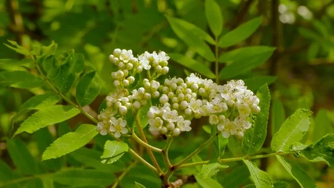 Blossom of rowan close-up Stock Footage 73311221