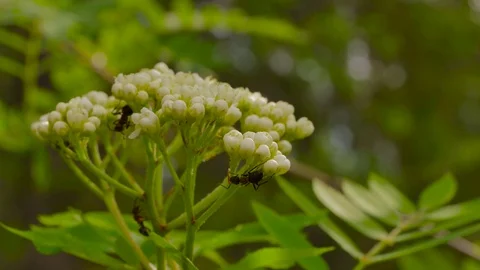 Blossom of rowan close-up Stock Footage 73311225