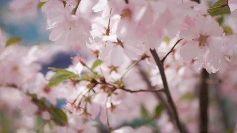 Blossom sakura, 4k Video stock 88691157