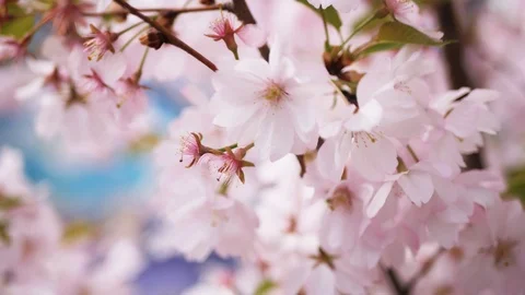 Blossom sakura, 4k Stock Footage
