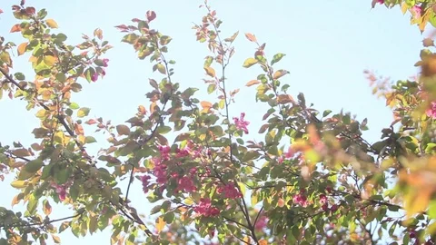 Blossom Sakura - Sliding Camera Stock Footage 96180931