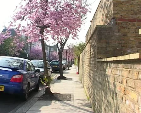 Blossom side street Vídeo Stock 10909256