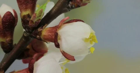 Blossom of spring flower Stock Footage 74597108