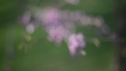 Blossom In Spring Stock Footage 93586413