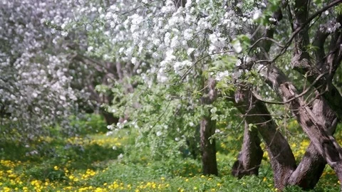 Blossom in Spring Garden Video stock 83352339