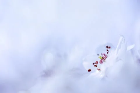 Blossom in spring Stock Photos