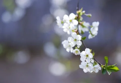 Blossom in spring Stock Photos