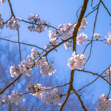 Blossom in spring Fotos Stock