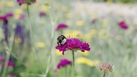 Blossom spring season. Ecosystem and wildlife at springtime. Bee with pollen Stock Footage 340936631