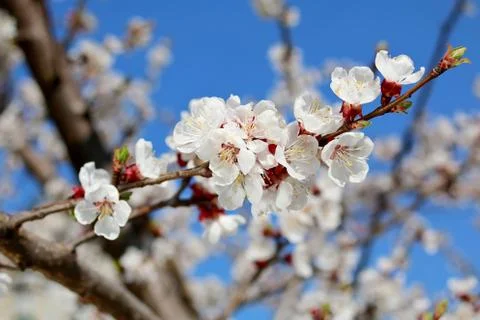 Blossom spring tree with flower Stock Photos