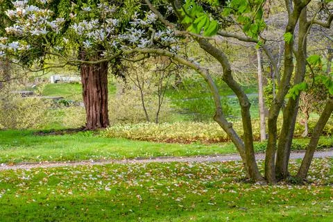 Blossom spring trees Stock Photos