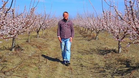 Blossom in springtime at agricultural fields Stock Footage 105213816