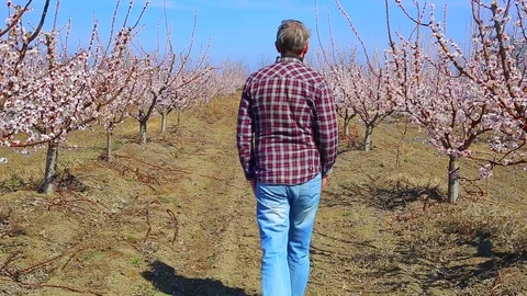 Blossom in springtime at agricultural fields Stock Footage 105214184