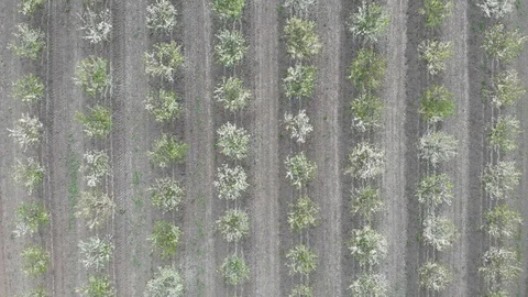 Blossom in springtime, directly above view. Video clip. Stock Footage 106185204