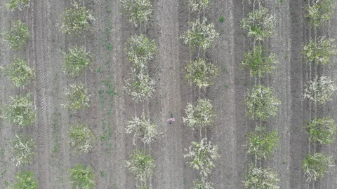 Blossom in springtime, directly above view. Video clip. Stock Footage 106378721