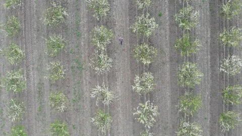 Blossom in springtime, directly above view. Video clip. Stock Footage 106378724