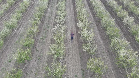 Blossom in springtime, perspective view. Video clip. 動画素材 106179073