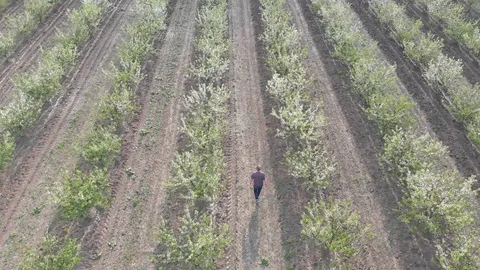 Blossom in springtime, perspective view. Video clip. Stock Footage 106179482