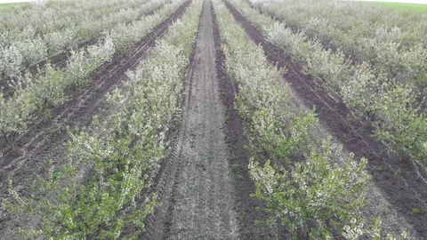 Blossom in springtime, perspective view. Video clip. Stock Footage 106192296