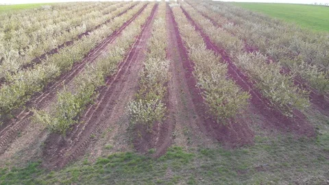 Blossom in springtime, perspective view. Video clip. Stock Footage 106240294