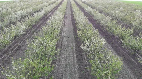 Blossom in springtime, perspective view. Video clip. Stock Footage 106241222