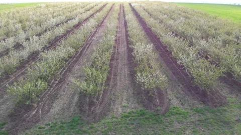 Blossom in springtime, perspective view. Video clip. Stock Footage 106241326