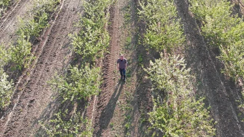 Blossom in springtime, perspective view. Video clip. Video stock 106376811