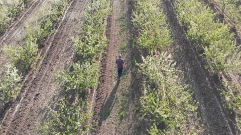 Blossom in springtime, perspective view. Video clip. 動画素材 106376883
