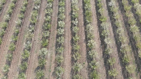 Blossom in springtime, perspective view. Video clip. Stock Footage 106376911