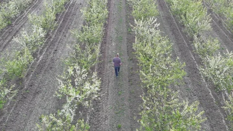 Blossom in springtime, perspective view. Video clip. Stock Footage 106377725