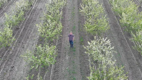 Blossom in springtime, perspective view. Video clip. Stock Footage 106377734