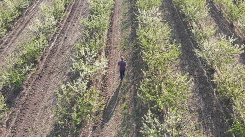 Blossom in springtime, perspective view. Video clip. Stock Footage 106377775