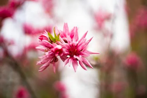 Blossom in springtime Stock Photos