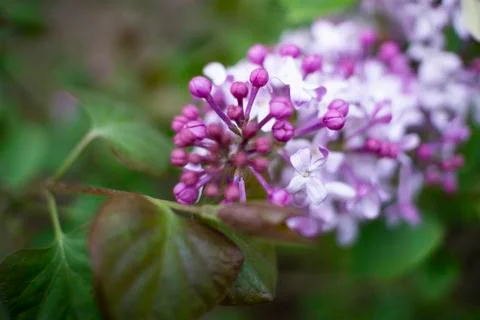 Blossom in springtime Stock Photos